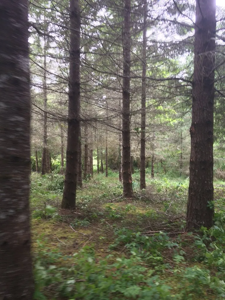 Affordable residential landscaping for homes across Sheridan, OR - Mountain View Forestry