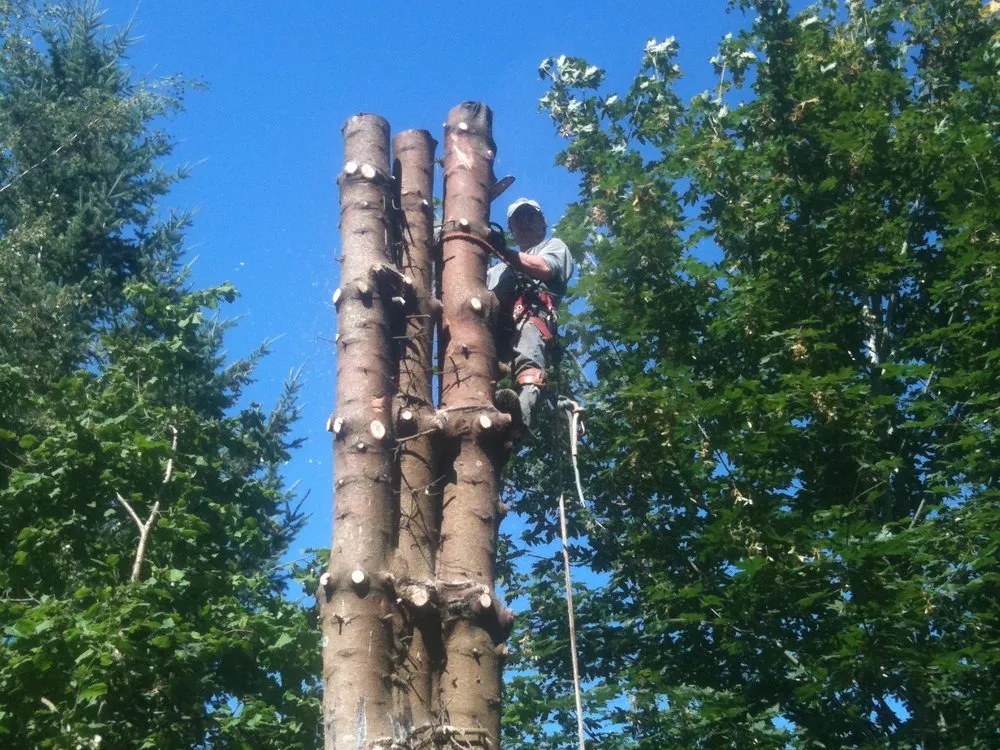 Affordable outdoor landscaping in Sheridan, OR by Mountain View Forestry