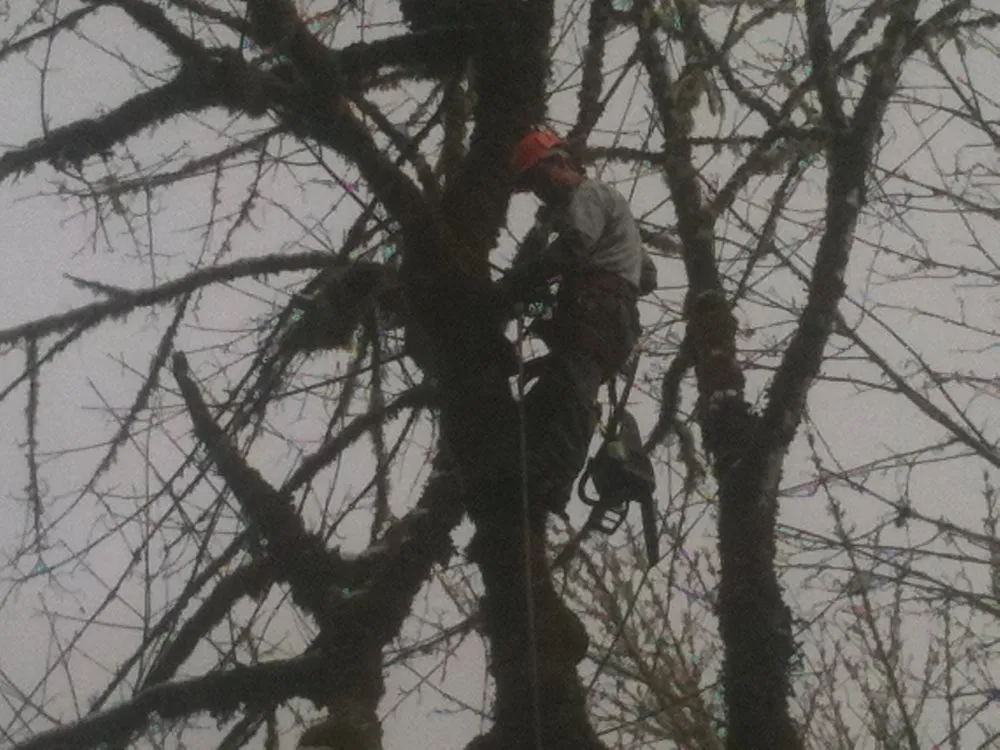 Professional landscape installation in Sheridan, OR by Mountain View Forestry