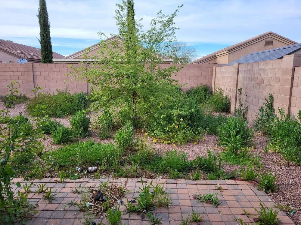 Reliable landscaping services for year-round maintenance across Phoenix, AZ - Mountain View Landscape and Design