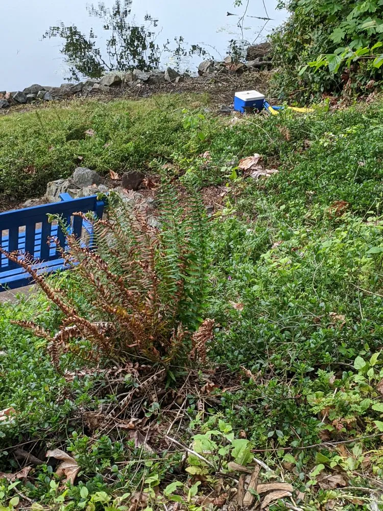 Expert landscape design in Graham, WA by Mountain View Landscaping