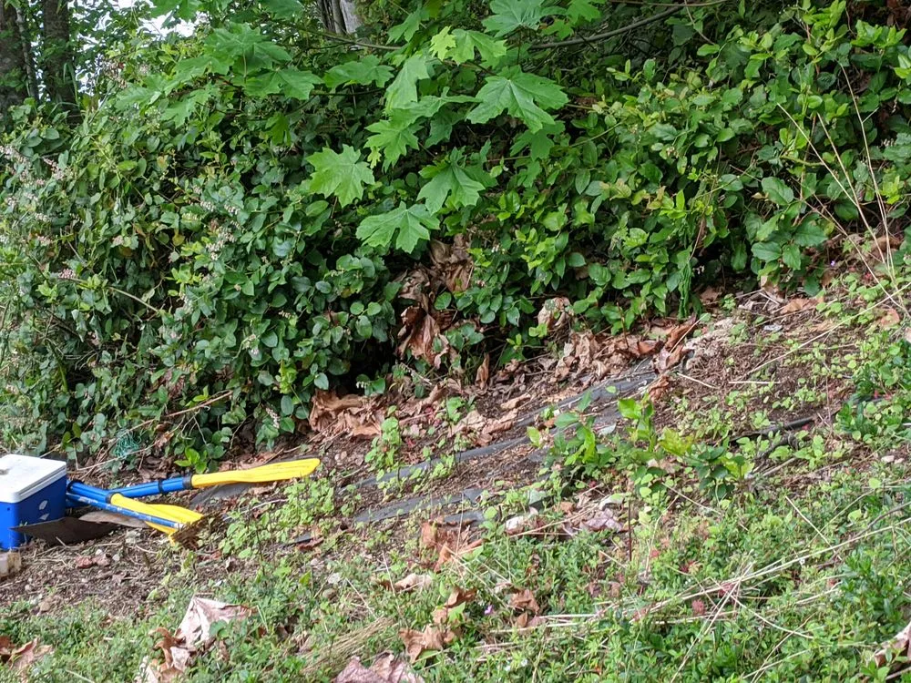 Professional yard maintenance for year-round maintenance in Graham, WA by Mountain View Landscaping