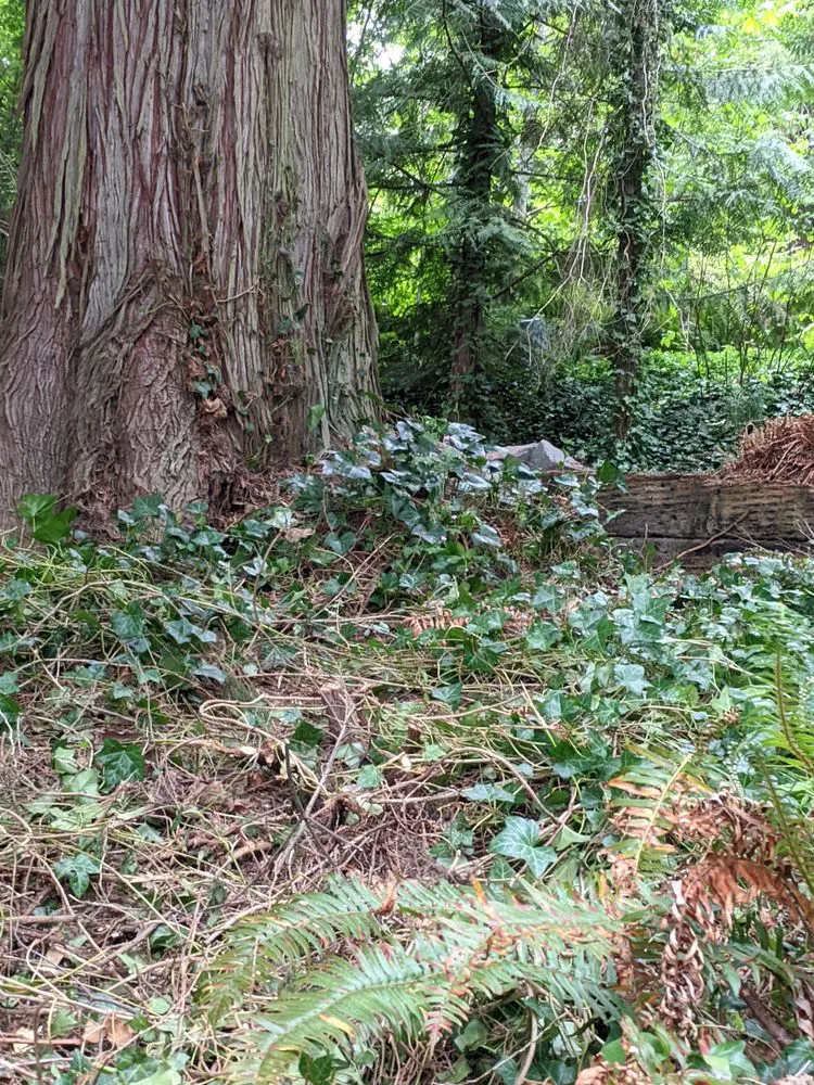 Reliable outdoor landscaping for beautiful yards across Graham, WA - Mountain View Landscaping