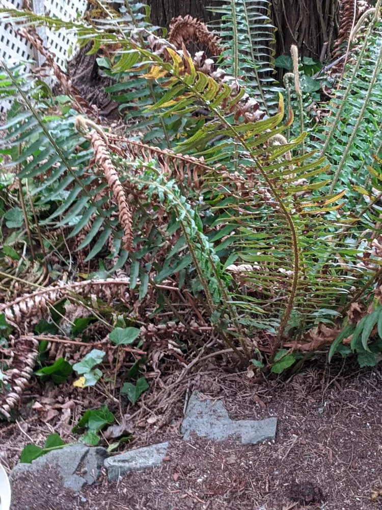 Custom outdoor landscaping near you across Graham, WA - Mountain View Landscaping