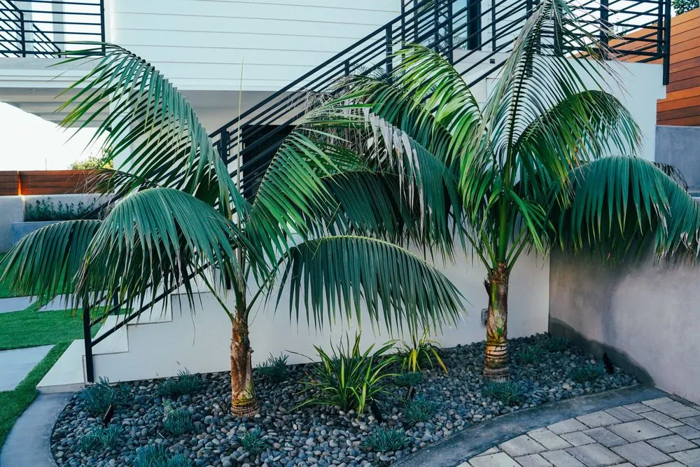 Expert landscaping services in Santa Barbara, CA - Mountain View Landscaping