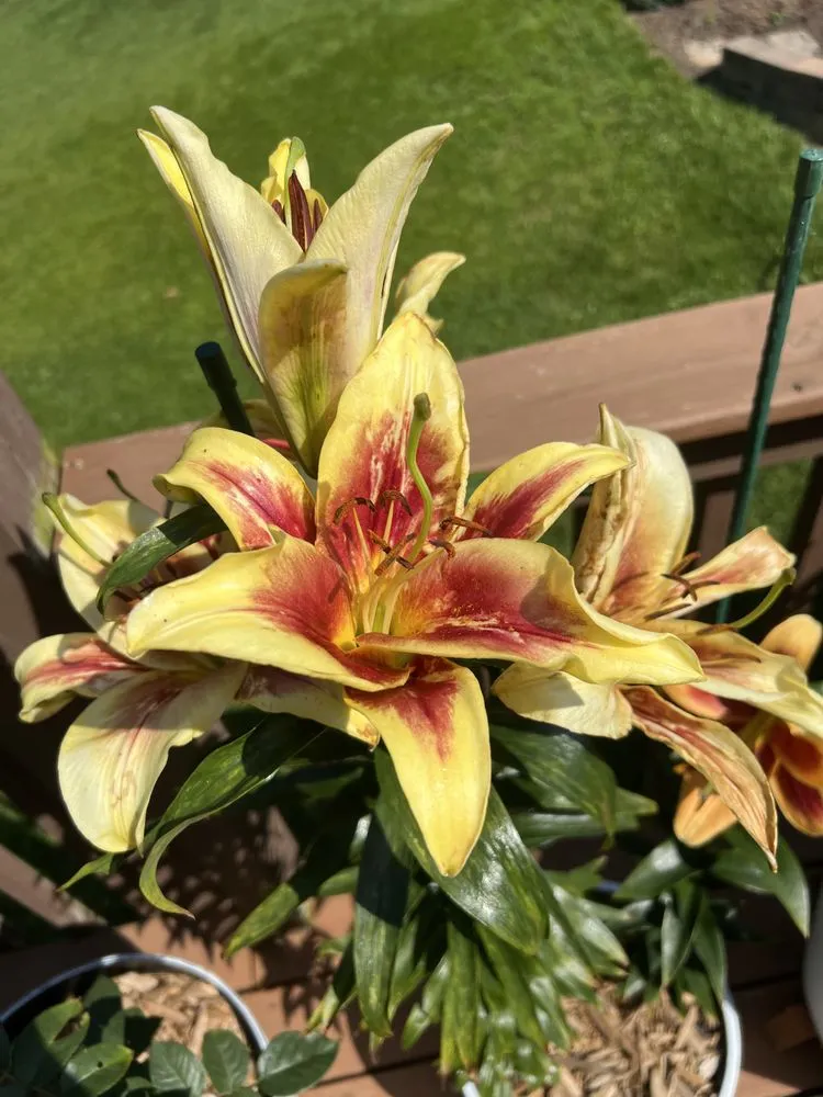 Professional yard maintenance in Etowah, NC - Mountain View Lawn and Garden