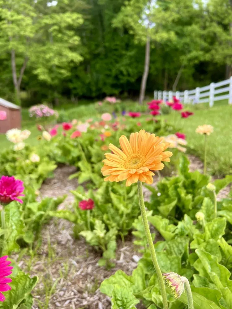 Local landscaping services for beautiful yards in Etowah, NC by Mountain View Lawn and Garden