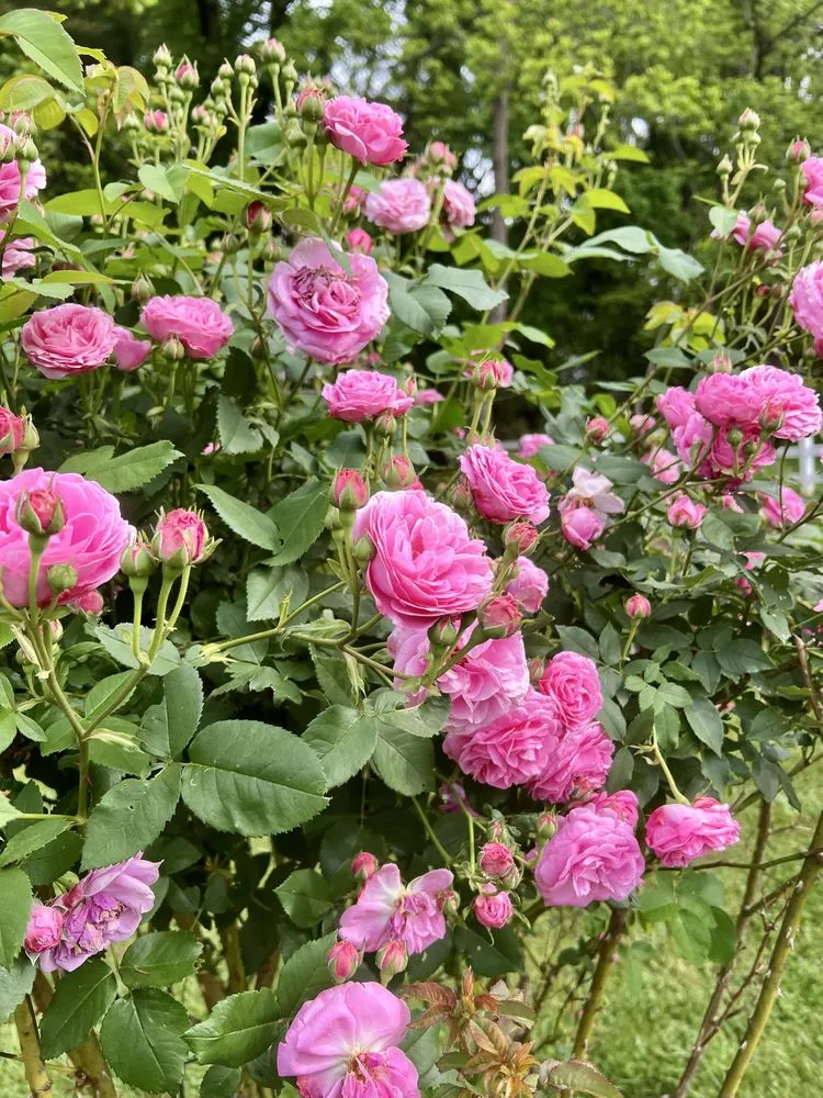 Custom lawn mowing service in Etowah, NC by Mountain View Lawn and Garden