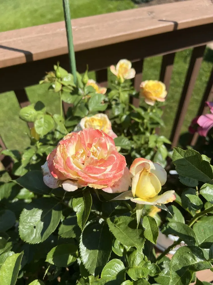 Trusted yard maintenance near you across Etowah, NC - Mountain View Lawn and Garden