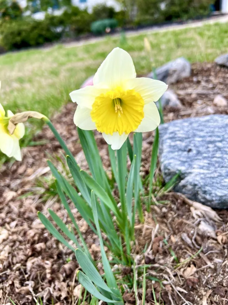 Reliable lawn mowing service in Etowah, NC by Mountain View Lawn and Garden