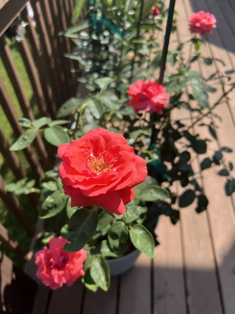 Expert lawn care service experts serving Etowah, NC - Mountain View Lawn and Garden