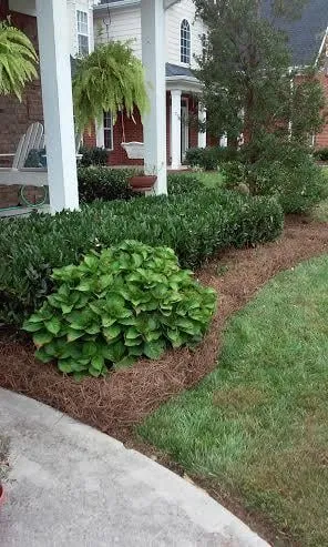 Top-rated yard cleanup service for beautiful yards across Knoxville, TN - Mountain View Lawnscapes