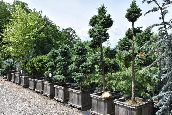 Top-rated garden landscaping for outdoor upgrades across Butler, TN - Mountain View Nursery & Landscaping