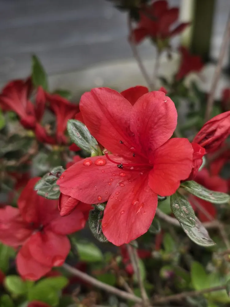 Trusted lawn care service near you across Mountain City, TN - Mountain View Nursery & Landscaping