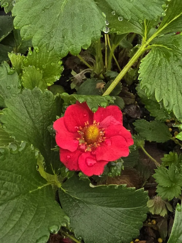 Local lawn mowing service for year-round maintenance in Mountain City, TN by Mountain View Nursery & Landscaping