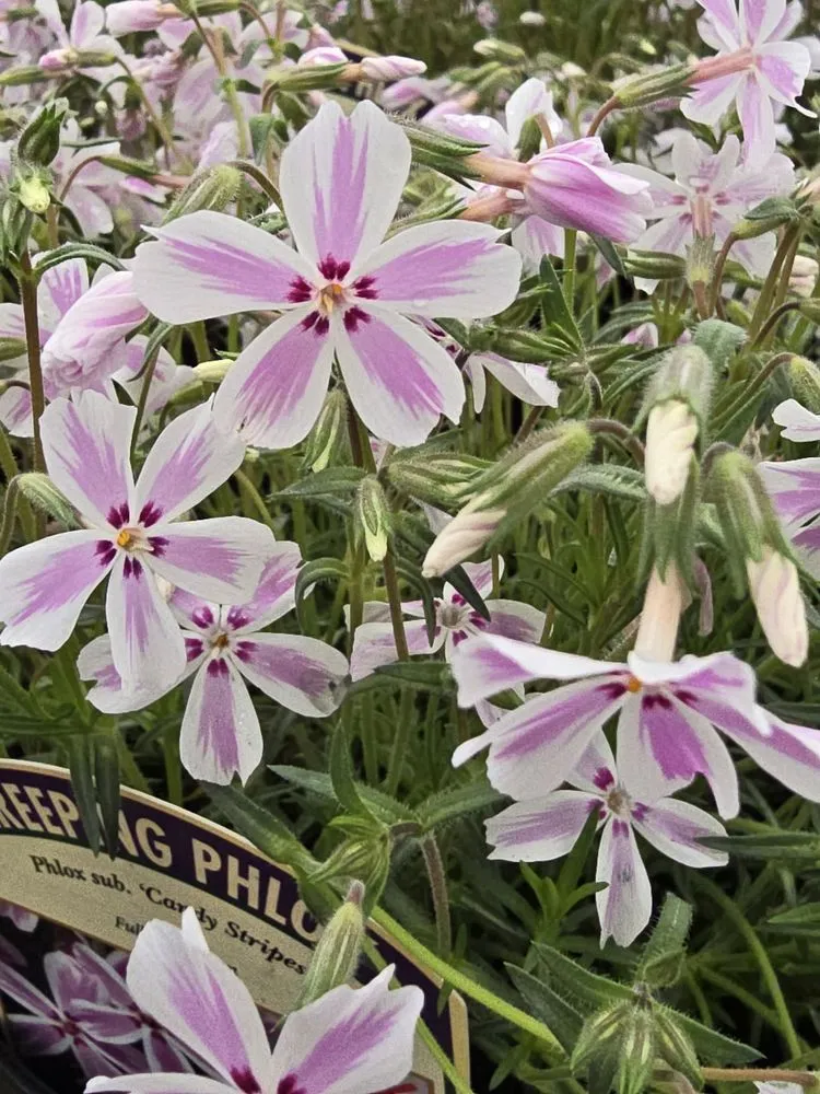 Custom landscape design near you across Mountain City, TN - Mountain View Nursery & Landscaping