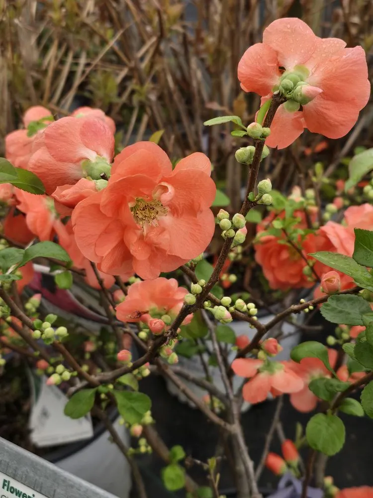 Top-rated outdoor landscaping experts serving Mountain City, TN - Mountain View Nursery & Landscaping