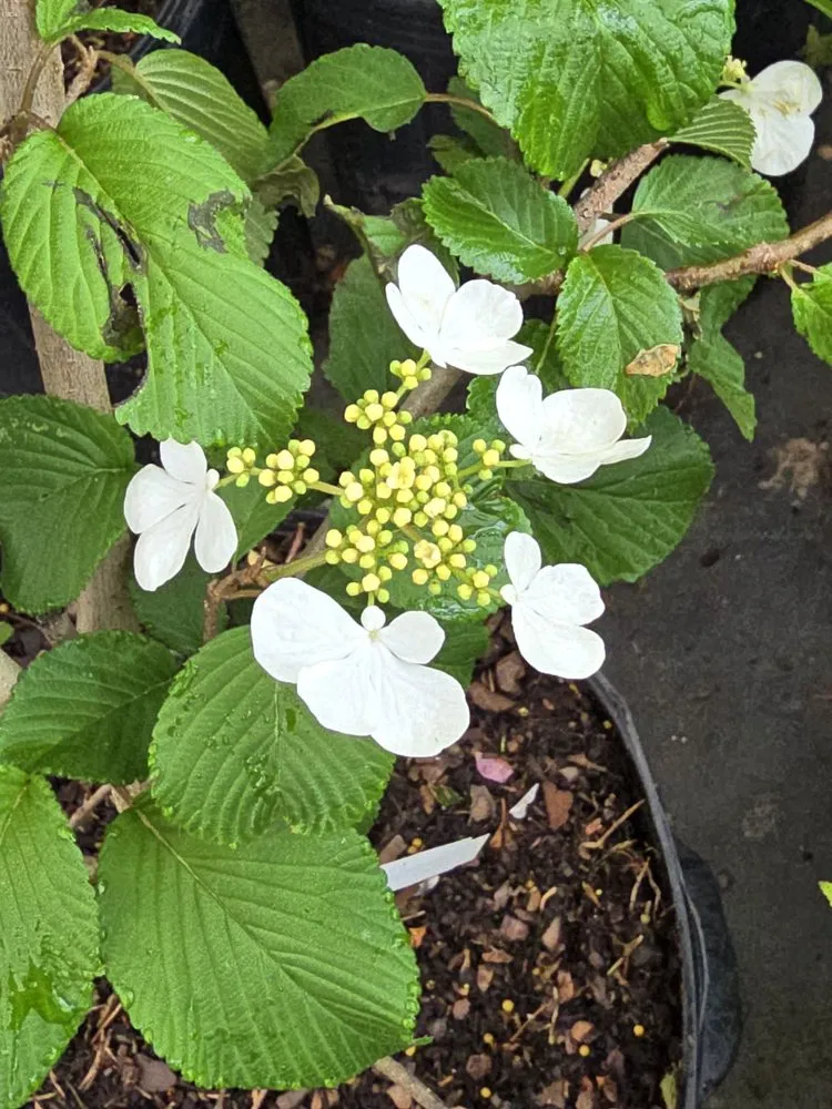 Reliable yard cleanup service for homes in Mountain City, TN by Mountain View Nursery & Landscaping