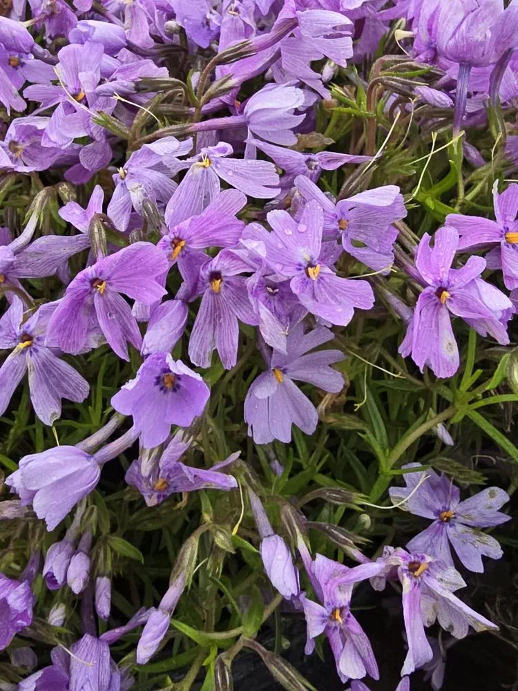 Reliable lawn mowing service for outdoor upgrades in Mountain City, TN by Mountain View Nursery & Landscaping