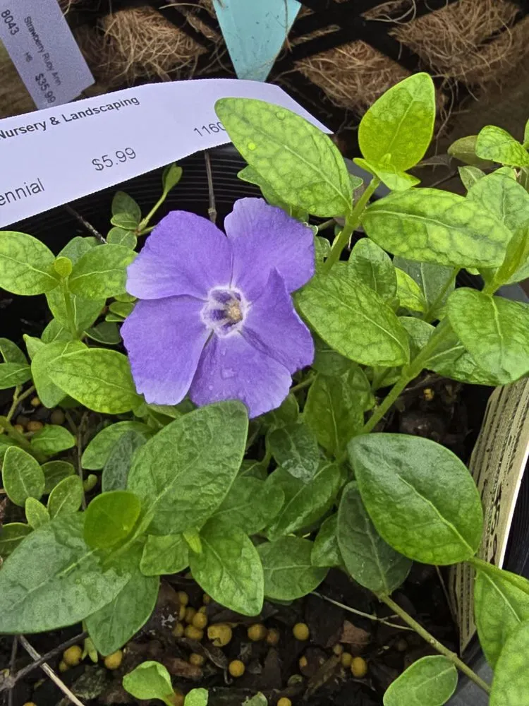 Affordable lawn care service in Mountain City, TN - Mountain View Nursery & Landscaping