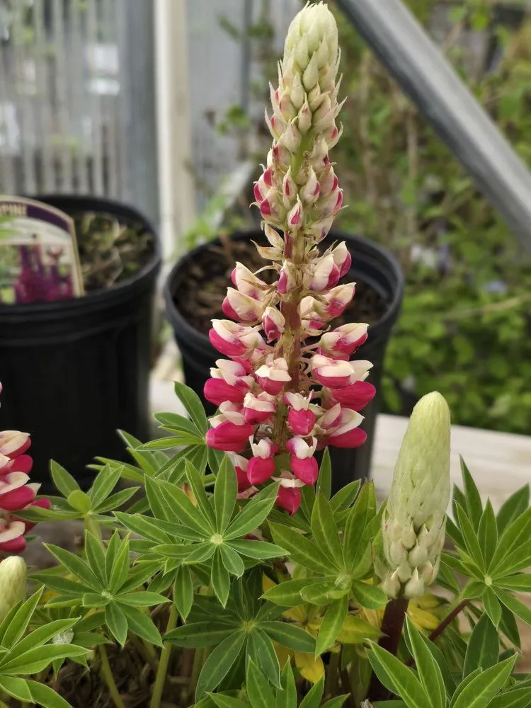 Custom lawn care service in Mountain City, TN - Mountain View Nursery & Landscaping