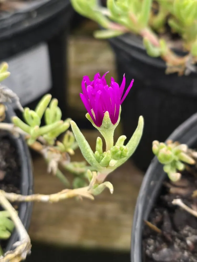 Custom landscape installation in Mountain City, TN by Mountain View Nursery & Landscaping