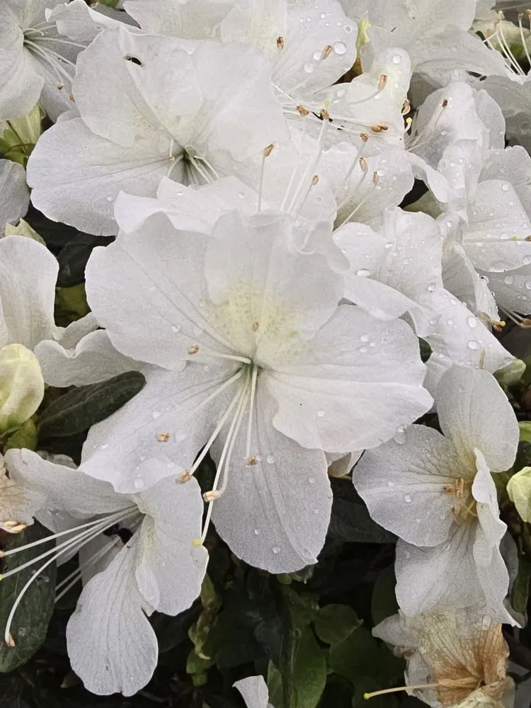 Professional yard maintenance in Mountain City, TN - Mountain View Nursery & Landscaping