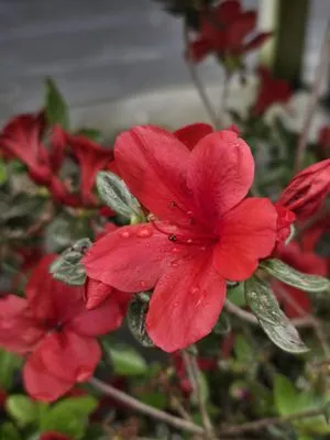 Mountain View Nursery & Landscaping