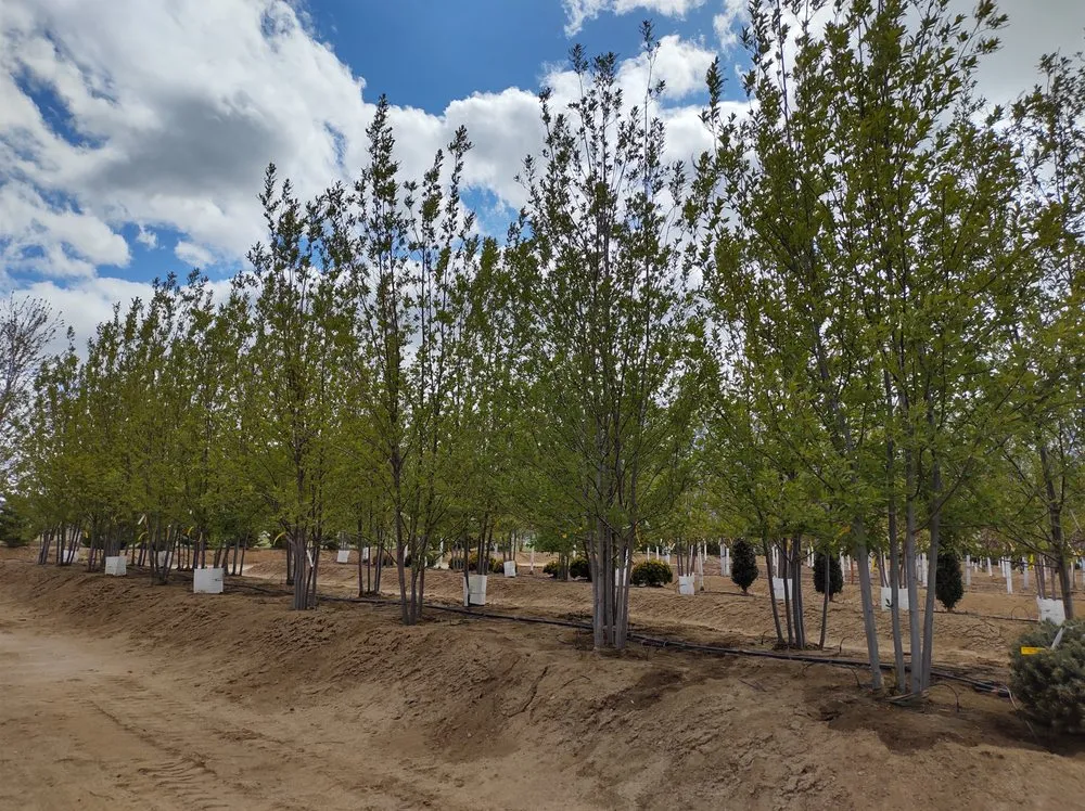 Top-rated lawn mowing service for outdoor upgrades in Gardnerville, NV by Mountain View Tree Farm