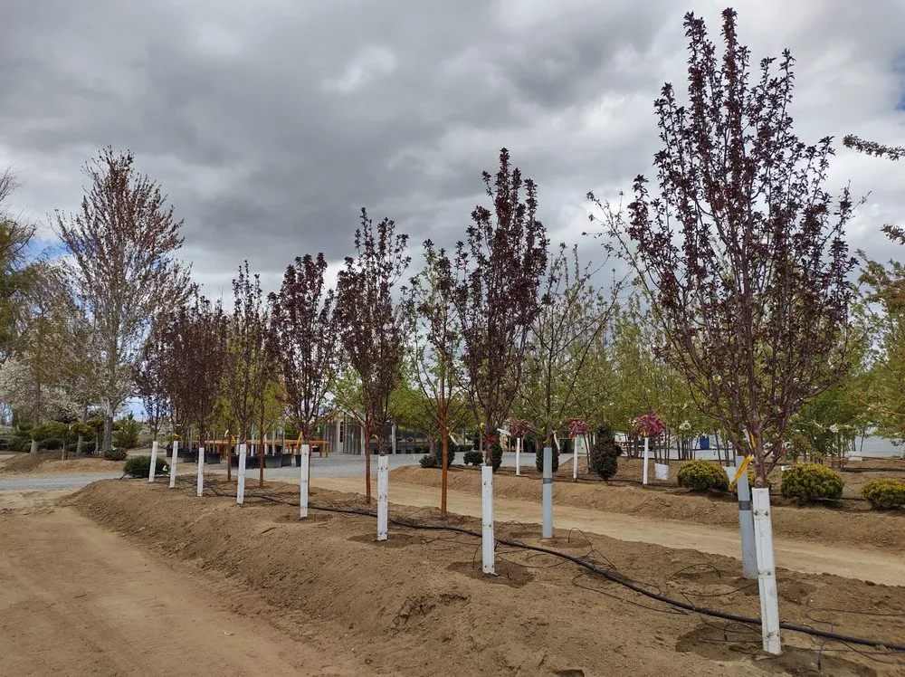 Local landscaping services in Gardnerville, NV - Mountain View Tree Farm