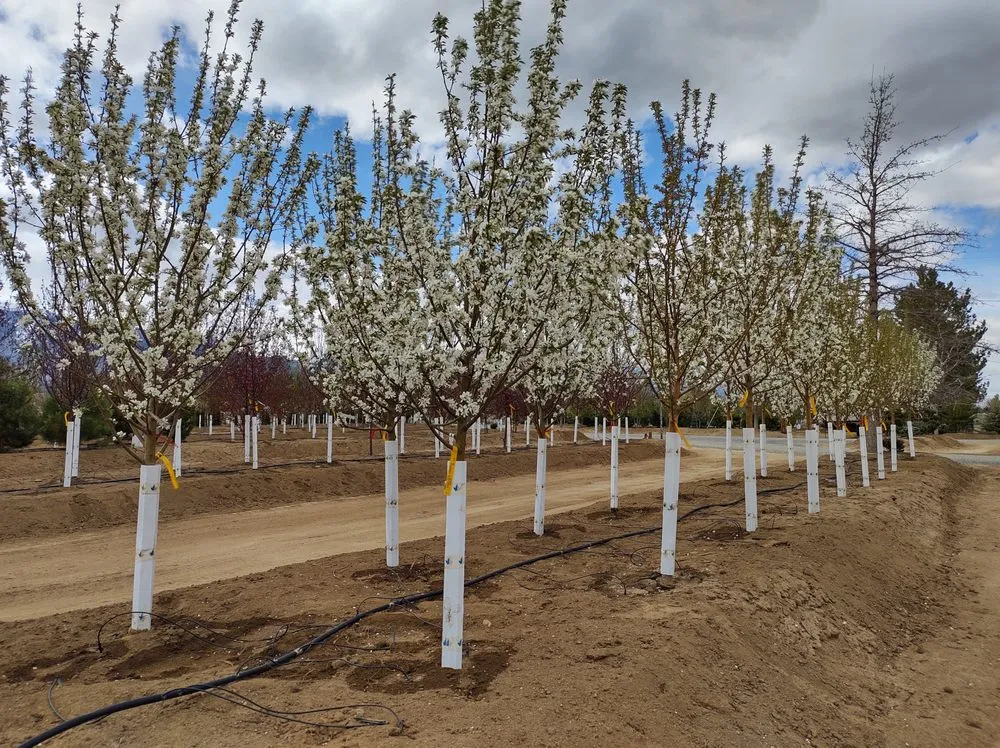 Top-rated outdoor landscaping for residential properties across Gardnerville, NV - Mountain View Tree Farm