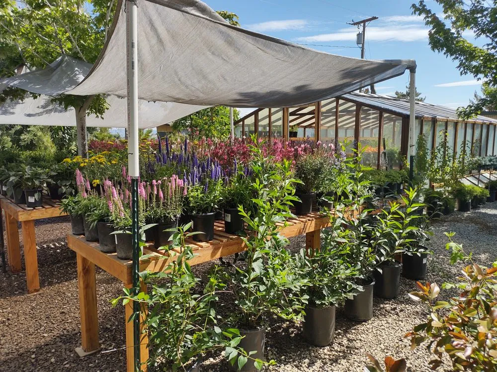 Affordable lawn mowing service experts serving Gardnerville, NV - Mountain View Tree Farm