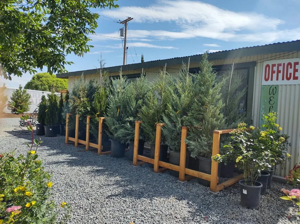 Local lawn mowing service in Gardnerville, NV by Mountain View Tree Farm