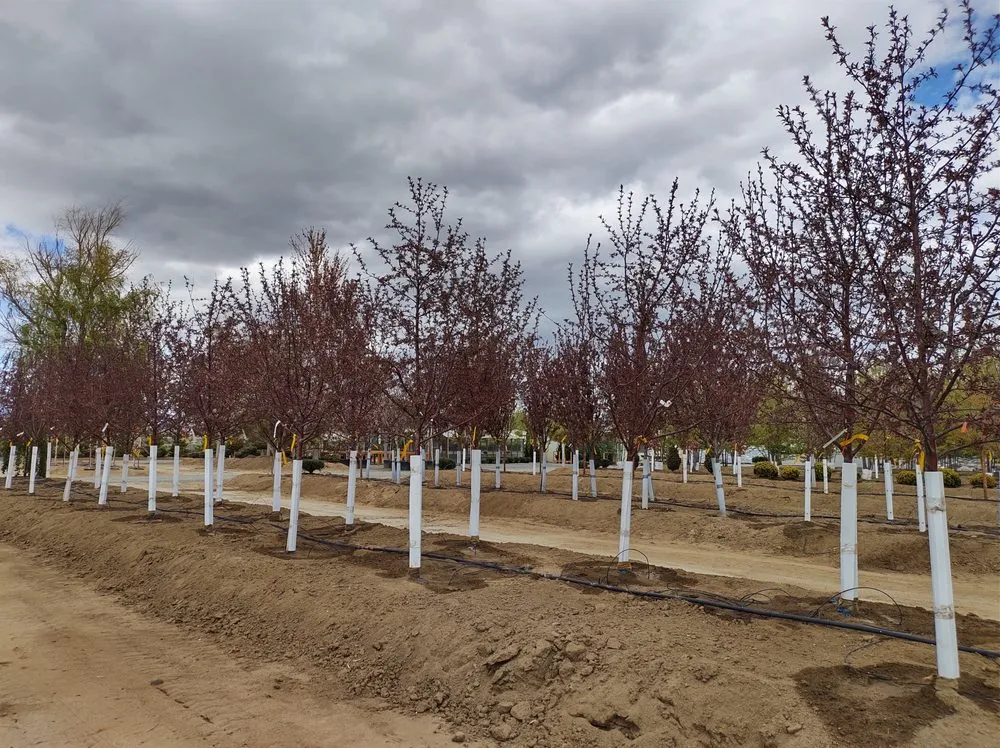 Affordable landscaping services experts serving Gardnerville, NV - Mountain View Tree Farm