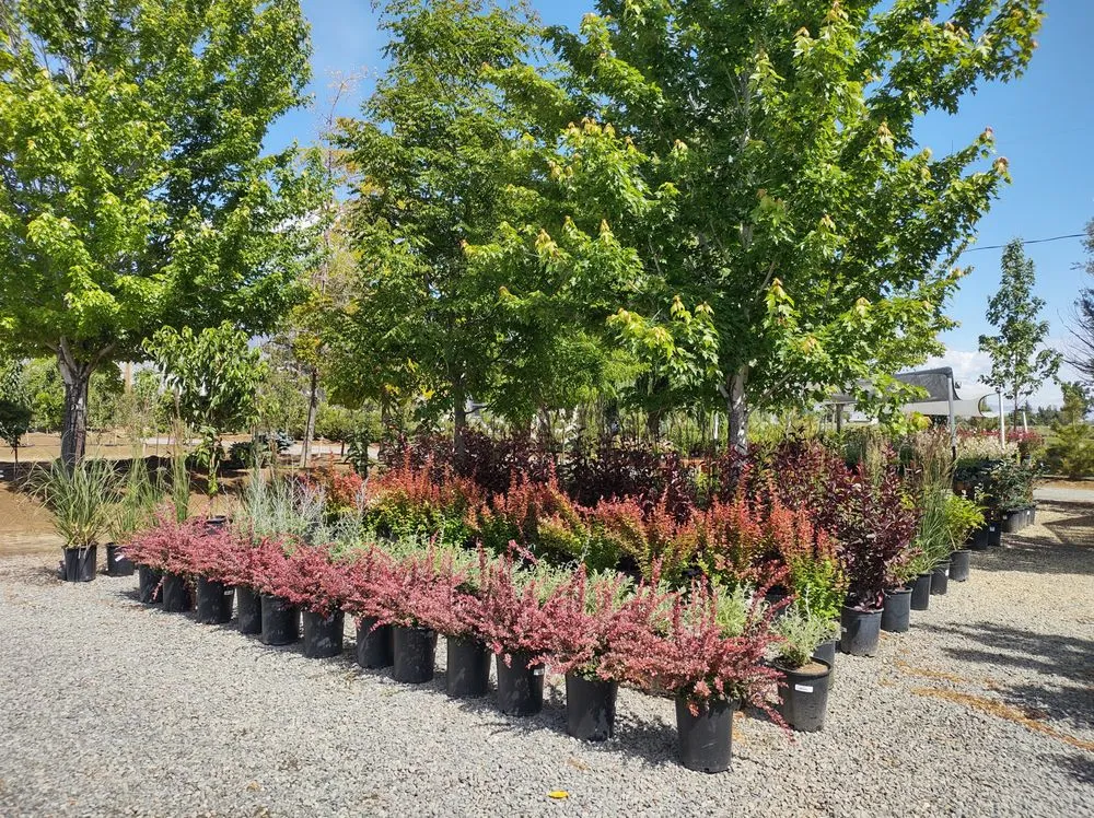 Expert landscaping services experts serving Gardnerville, NV - Mountain View Tree Farm