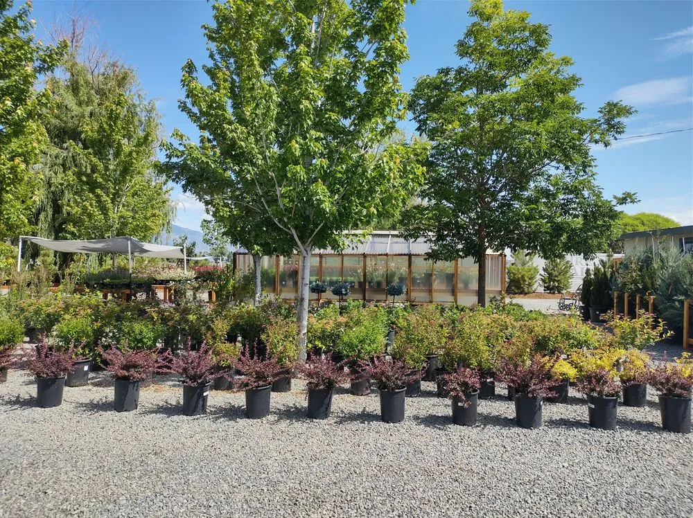 Reliable landscaping services experts serving Gardnerville, NV - Mountain View Tree Farm