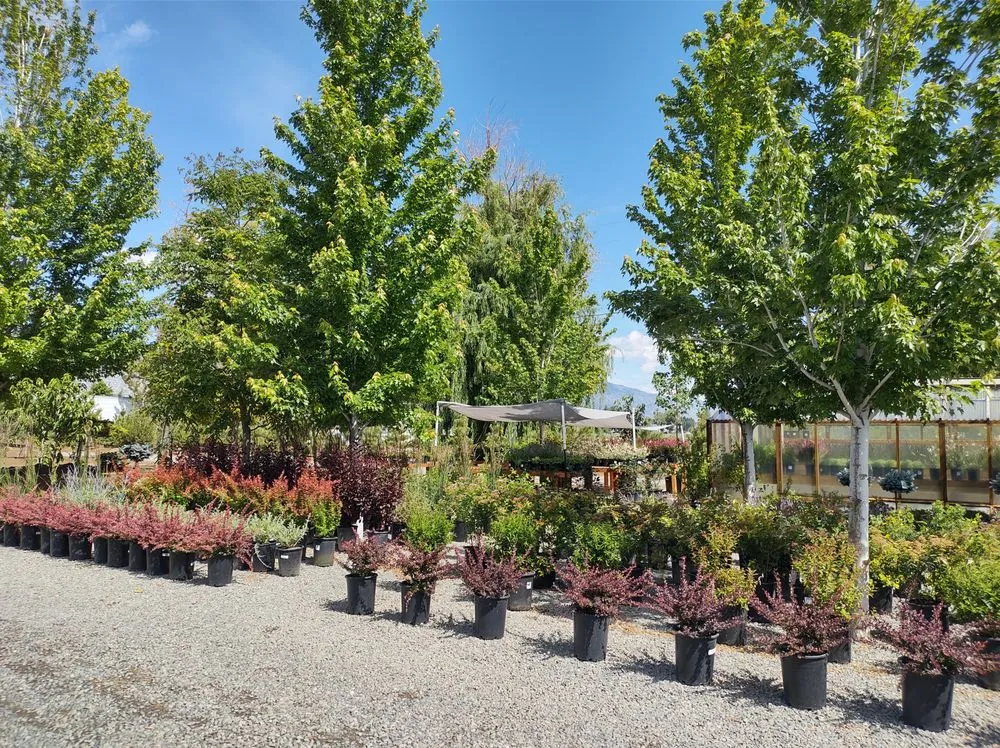 Top-rated yard maintenance for beautiful yards across Gardnerville, NV - Mountain View Tree Farm