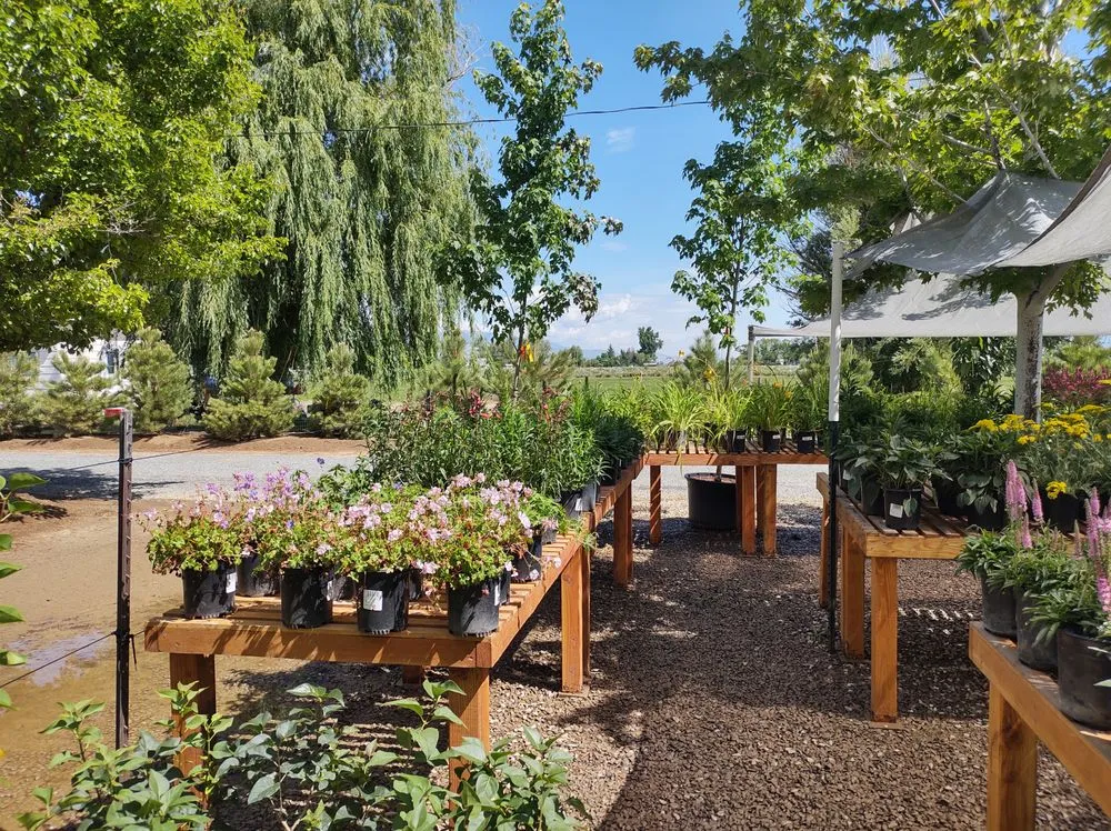 Affordable lawn care service for beautiful yards in Gardnerville, NV by Mountain View Tree Farm