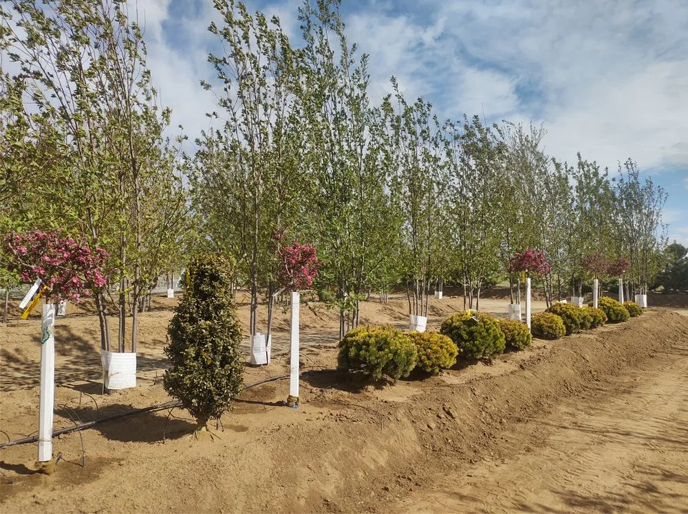 Expert landscaping services with custom design across Gardnerville, NV - Mountain View Tree Farm