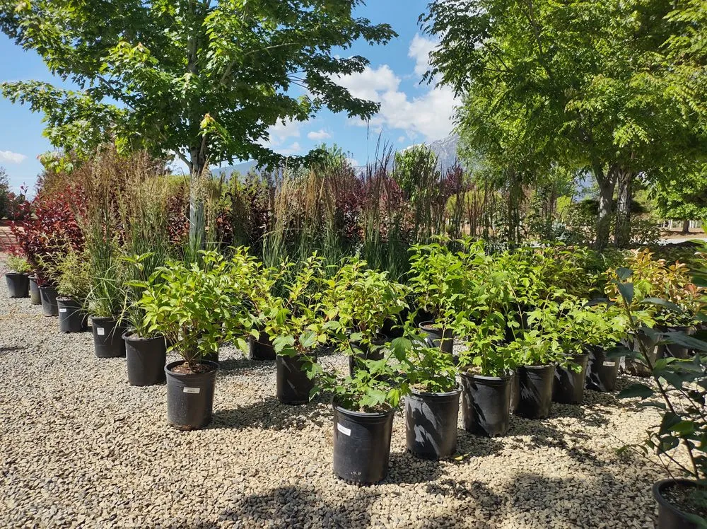 Affordable outdoor landscaping in Gardnerville, NV - Mountain View Tree Farm