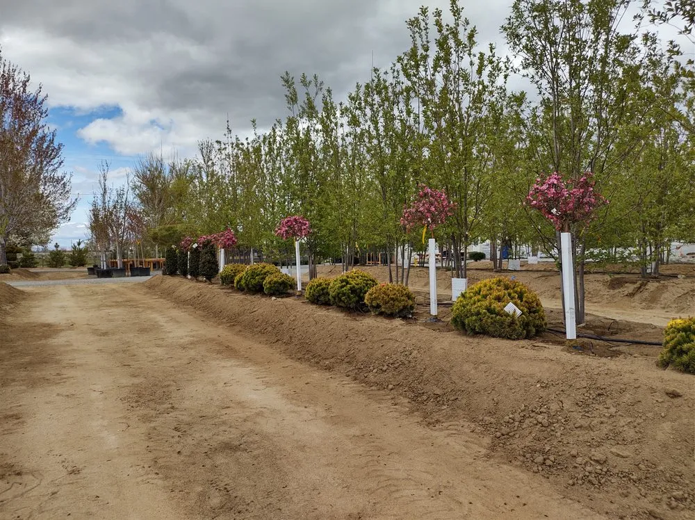 Affordable residential landscaping in Gardnerville, NV by Mountain View Tree Farm