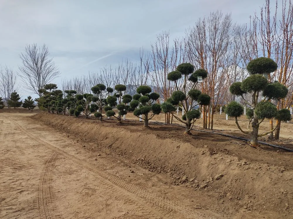Affordable outdoor landscaping in Gardnerville, NV - Mountain View Tree Farm