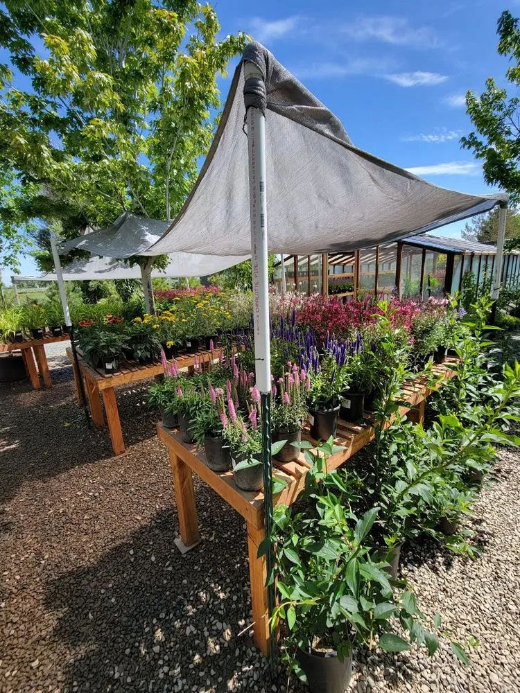 Local landscaping services with custom design across Gardnerville, NV - Mountain View Tree Farm