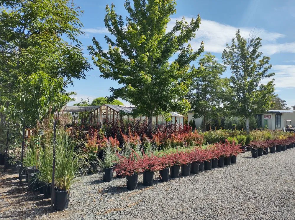 Expert lawn care service in Gardnerville, NV - Mountain View Tree Farm