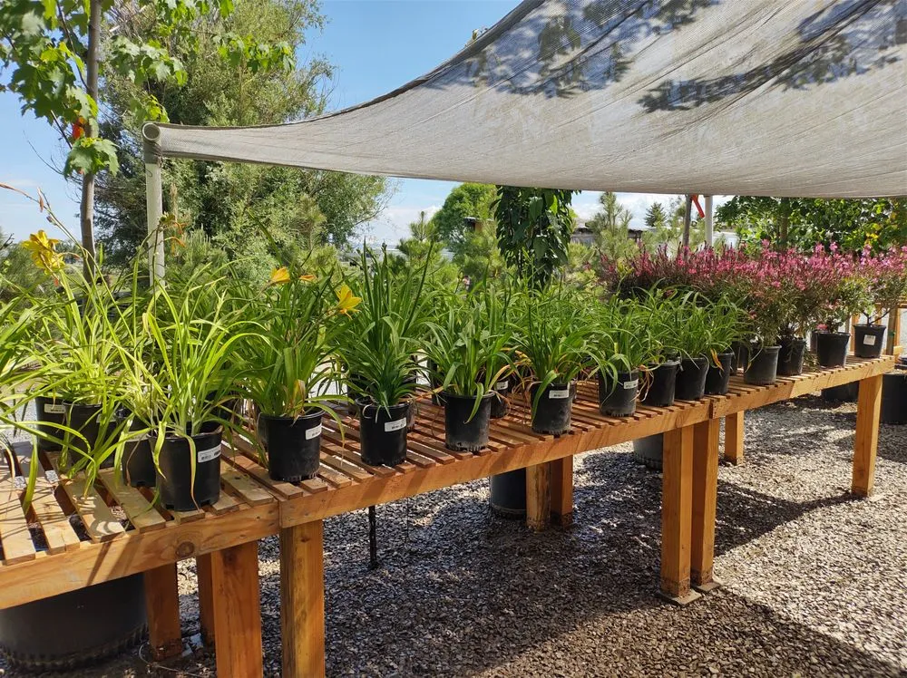 Local landscape design in Gardnerville, NV - Mountain View Tree Farm