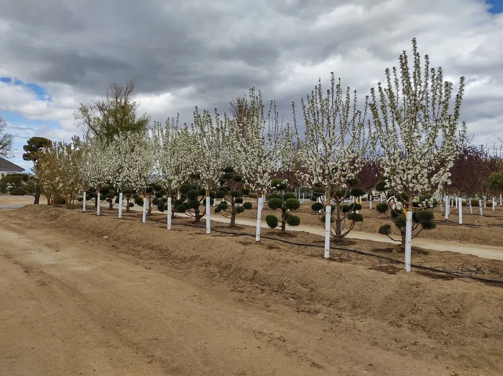 Top-rated landscape design experts serving Gardnerville, NV - Mountain View Tree Farm