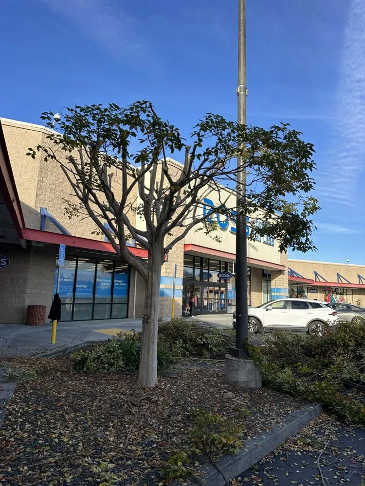 Trusted yard maintenance for homes across Sunnyvale, CA - Mountain View Tree Service