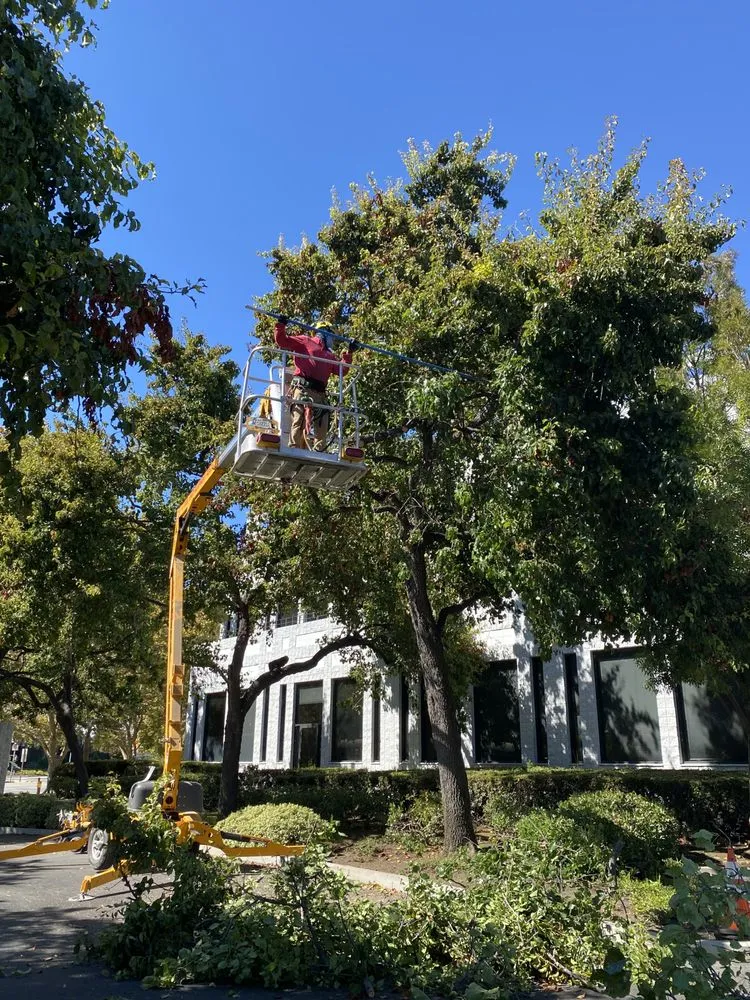 Affordable outdoor landscaping in Sunnyvale, CA by Mountain View Tree Service