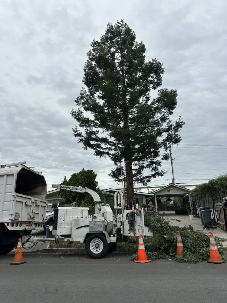 Affordable garden landscaping in Sunnyvale, CA by Mountain View Tree Service