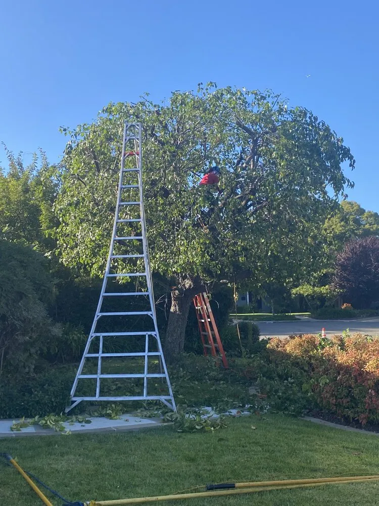 Professional garden landscaping for year-round maintenance across Sunnyvale, CA - Mountain View Tree Service